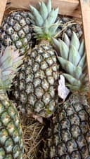 Abacaxi pérola