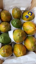 Mamão