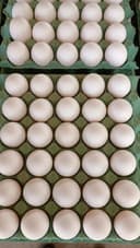 Ovos